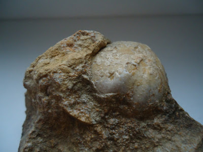 FOSSIL SEA URCHIL / ECHINOID