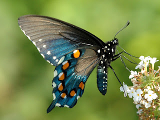 Photo courtesy of wisconsinbutterflies.org
