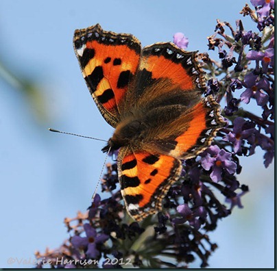 Small-Tortoiseshell
