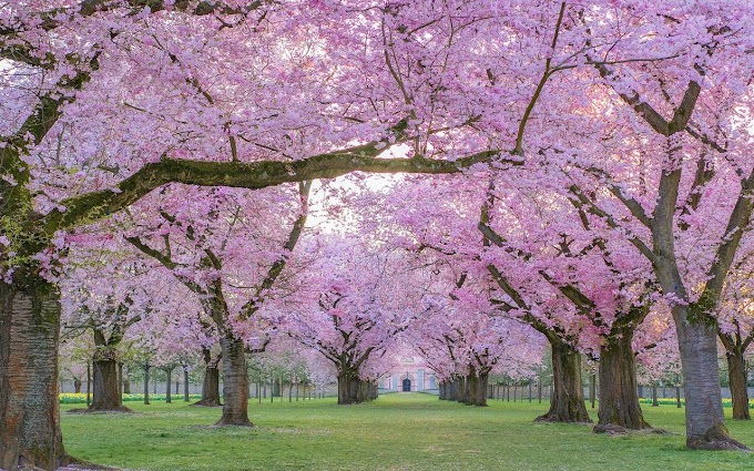 Cherry Blossom Season in Japan: A Magical Springtime Experience
