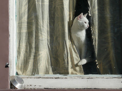 Foto kucing di balik jendela 03