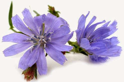 Chicory Plant Health Benefits