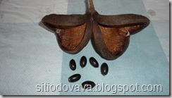 Frutos-e-sementes-da-Castanhola_thum