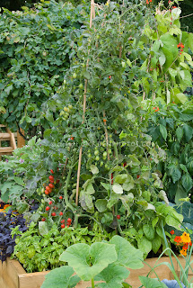 Tomatoes growing in containers is a very popular method