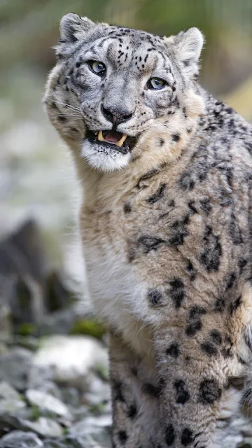 Onça leopardo da Neve