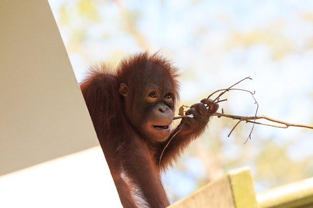 Borneo, Malezja, orangutan