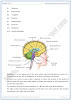 coordination-and-control-solved-textbook-exercise-biology-10th