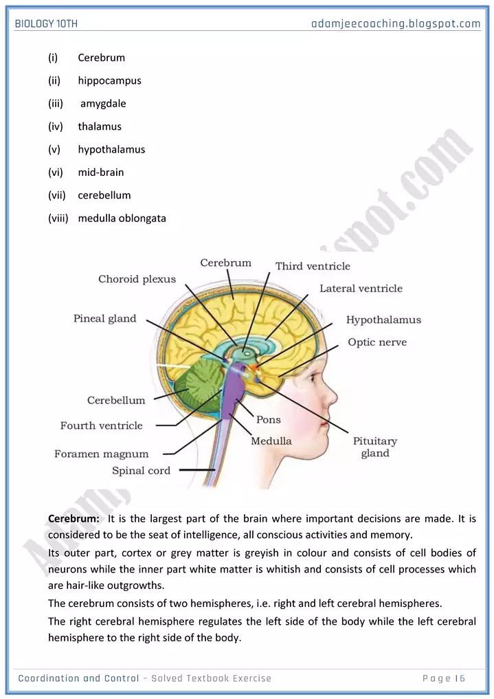 coordination-and-control-solved-textbook-exercise-biology-10th