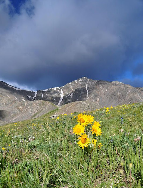 Alpine Sunflowers - Torreys Peak - Torreys Peak Colorado