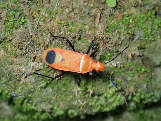 Dindymus rubiginosus