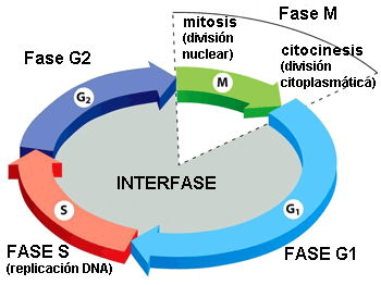 Etapas de la interfase