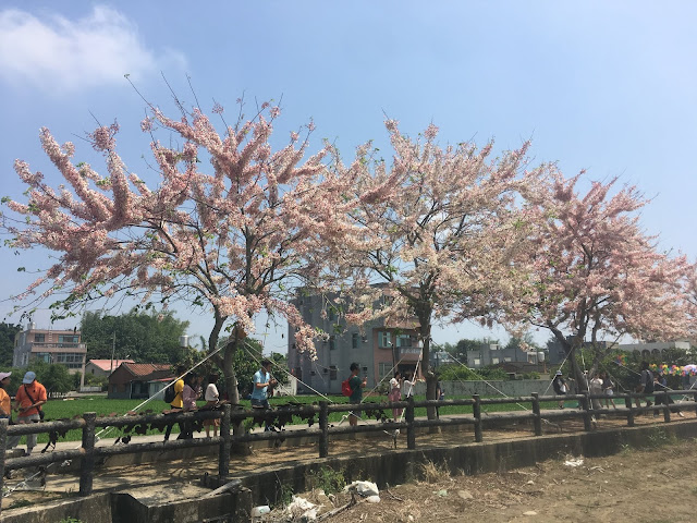 Pink shower trees in Xigang, Tainan, Taiwan