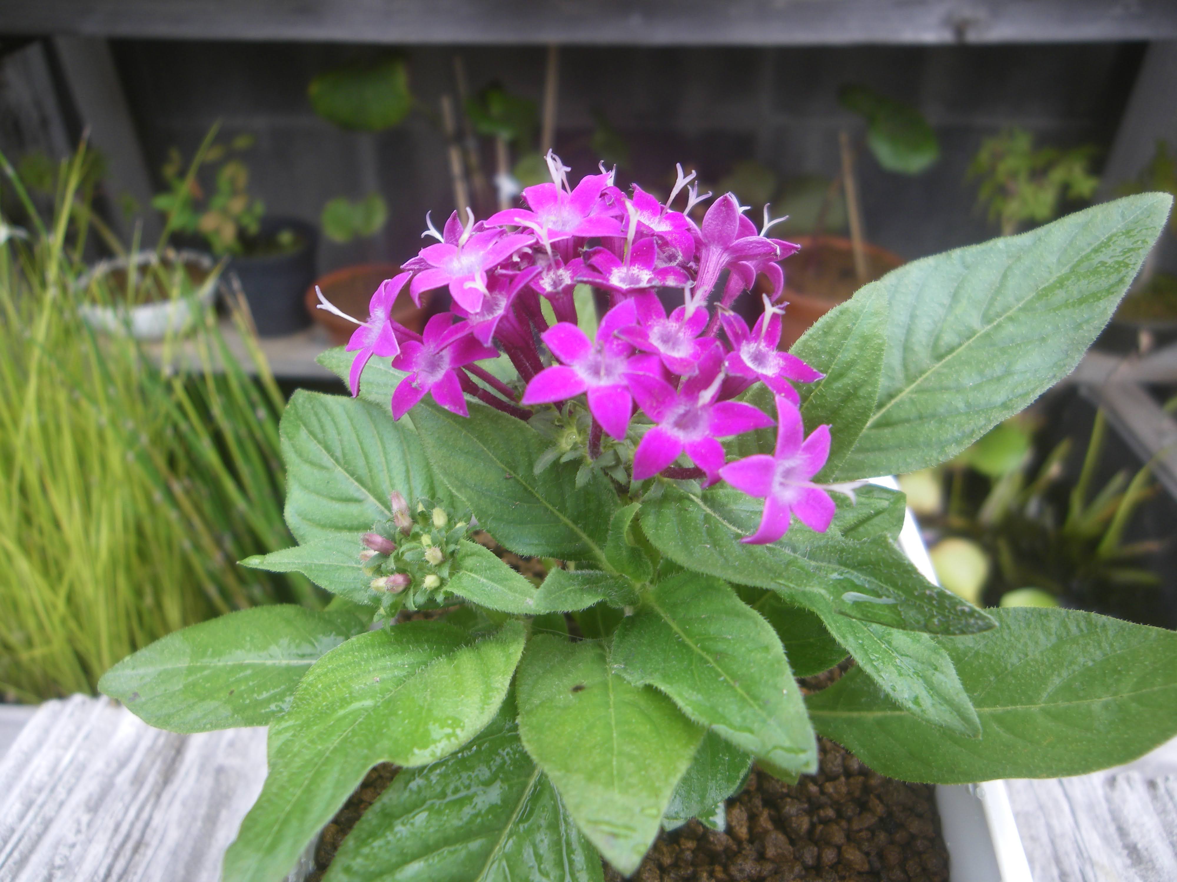 ペンタスの育て方 苗の植え付けから花を楽しみ 挿し芽や冬越しの記録 メダカの大工