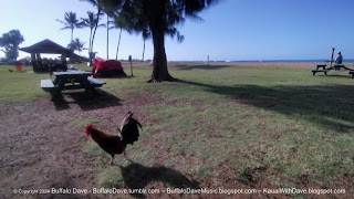Salt Pond Beach Rooster on Kauai
