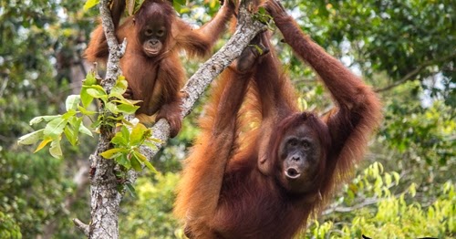 Upaya Pelestarian Hewan Fauna  di  Indonesia  Anak Sekolah