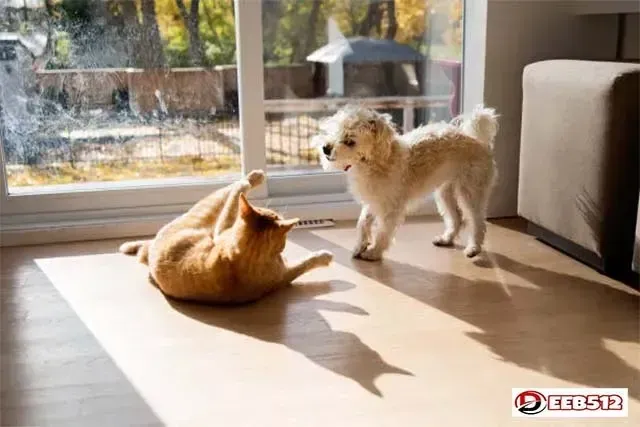 What Are The Differences Between Cats And Dogs?