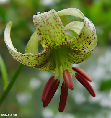 Лилия Фаржа / Лилия медная (Lilium fargesii, =Lilium cupreum)