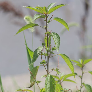 Manfaat dan Khasiat Tanaman Anting Anting (Acalypha Australis Linn)