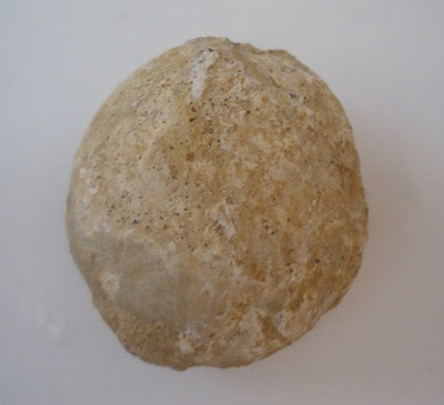 Fossil Tortoise/Turtle egg 