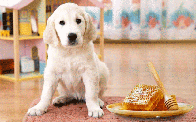 Can Dogs Eat Honey? Is Honey Safe For Dogs?