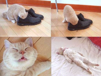 Your feet stink? Ask the cat!