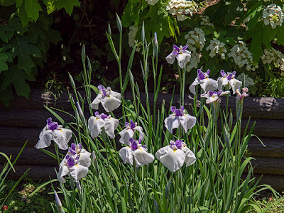Ayame (Iris sanguinea) flowers: Ofuna Botanical Garden (Kamakura)