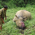 Rangers Kill 2 Suspected Rhinos Poachers