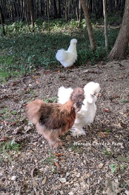 Fluffy chickens, silkies as pets