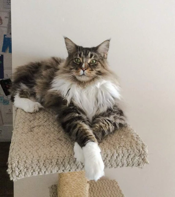 Do Maine Coon cats cross therefore legs more than normal and if so why?