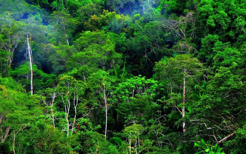 Baru Keindahan Hutan Kalimantan, Konsep Penting!