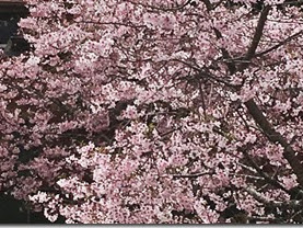 [最も選択された] 桜 葉っぱ 特徴 319480-桜 葉っぱ 特徴