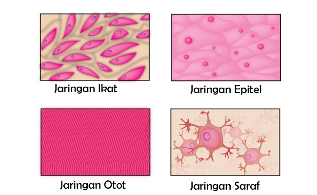 4 Jenis Jaringan  Utama Hewan  Vertebrata