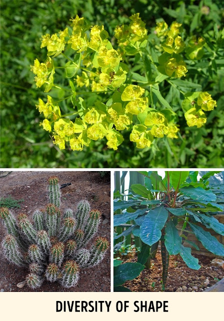 Sejumlah besar spesies termasuk dalam genus Euphorbia