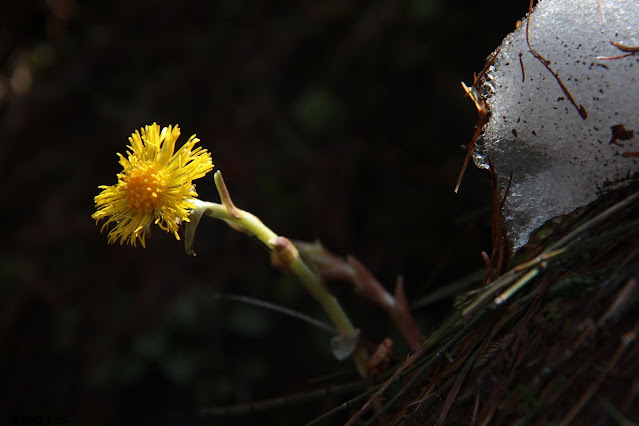 Un raggio di luce: la primavera sta arrivando, piano piano...