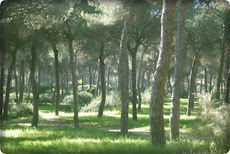 el bosque inesperado