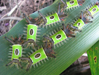 saddleback caterpillar