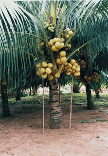 gambar pohon kelapa