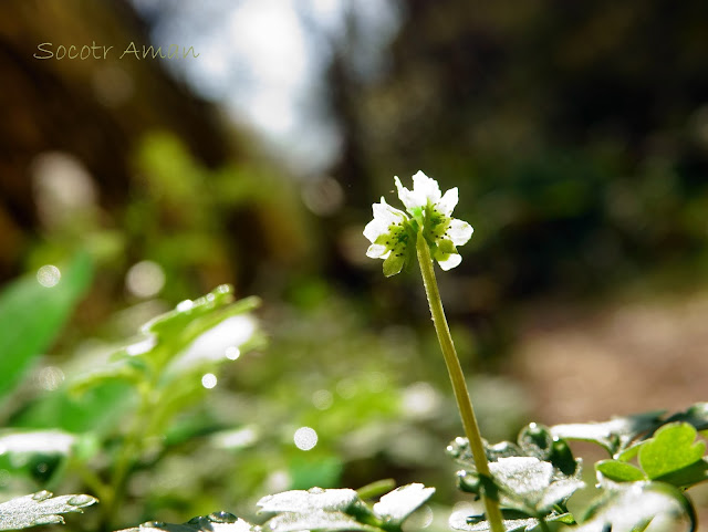 Adoxa moschatellina