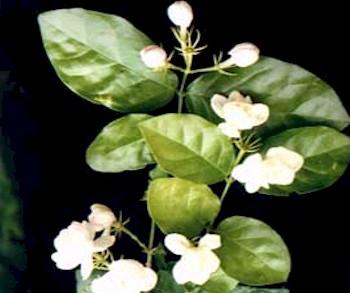  Gambar  Bunga Melati Putih Indah Gambar  Foto Wallpaper
