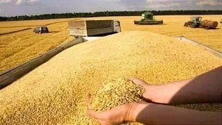 قنا الأولى علي مستوي الجمهورية في مشروع تحسين إنتاجية محصول القمح من ١٥ أردب إلي ٣٠ أردب للفدان الواحد