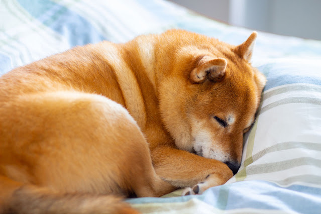 A Shiba Inu curled up asleep on a bed; Schitt's Creek as an allegory for kindness to dogs