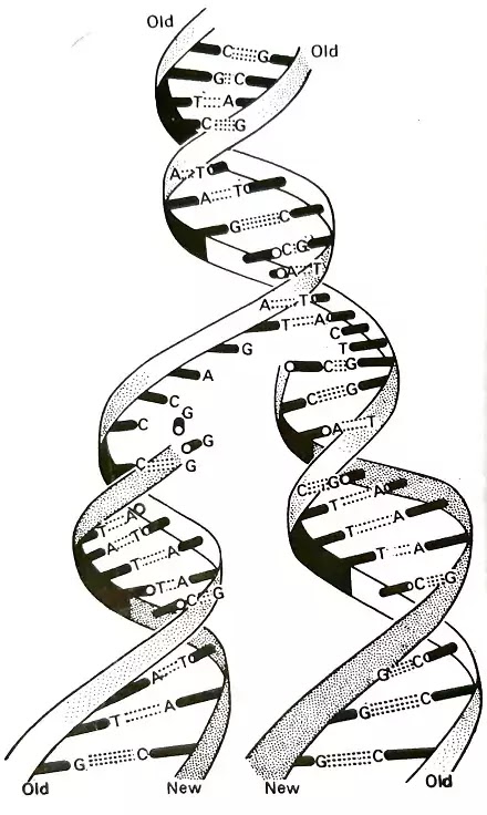 Replication of DNA (डीएनए का द्विगुणन):-,General Introduction, process of Replication