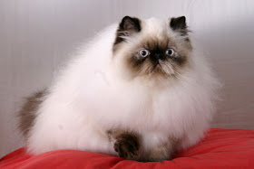 himalayan persian cats kitten pussycat grimalkin mace pisik kotka gat kocka kass pusa kissa gato katze macska kottur kakis kate qattus kot pisica katt kedi con meo kucing breeds pets huisdieren animaux de compagnie Haustiere animais Animale de companie animales domesticos cat domestic