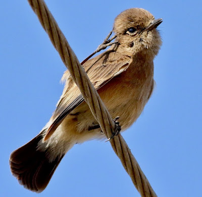 Pied Bushchat