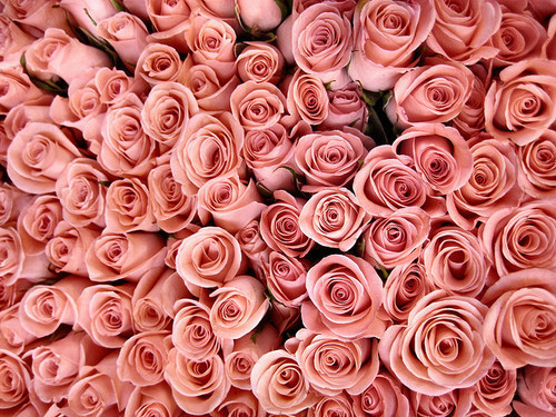 floral backgrounds for tumblr. ackgrounds for tumblr.