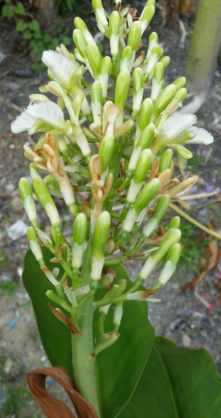 Warisan Petani Pokok Lengkuas  