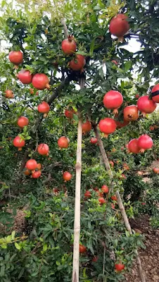 Fresh pomegranates being harvested in a lush orchard.