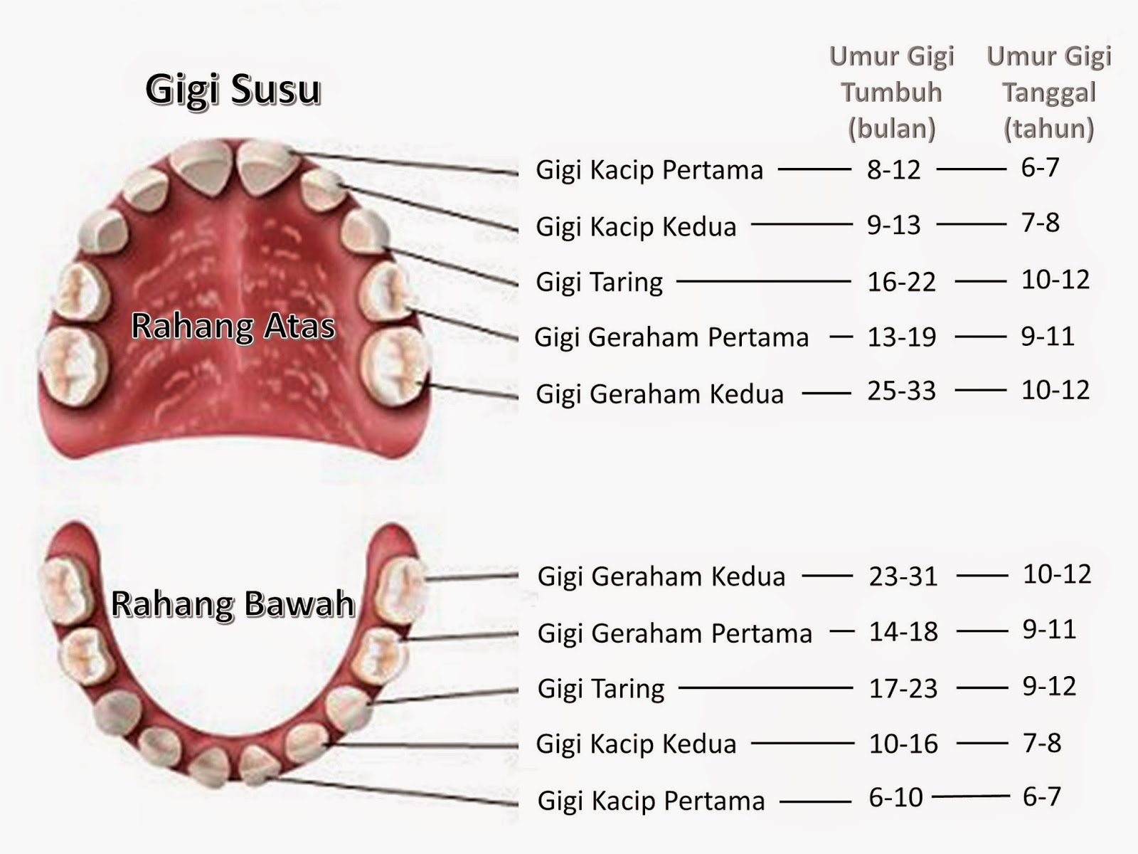 Blog Rasmi Bahagian Kesihatan Pergigian Negeri Sembilan 