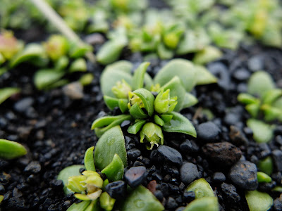 Honckenya peploides – Sea Sandwort (#125)