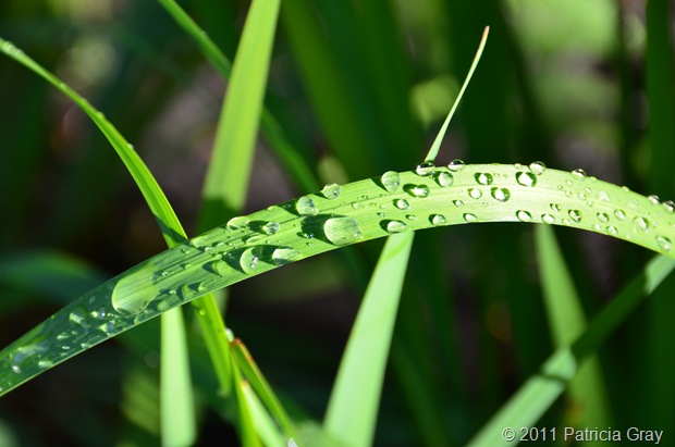 Patricia Gray Photography Wistler